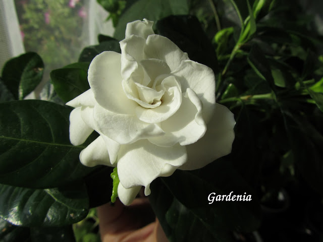 Гардения (Gardenia) - Page 7 - Форум HobbyKafe.com